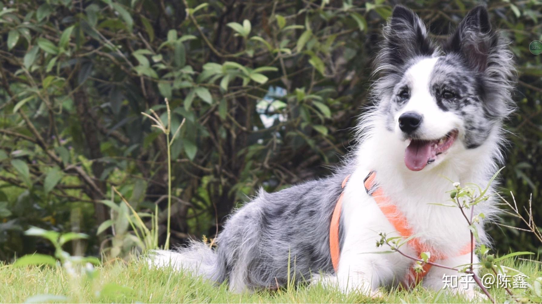 边牧鼻子花的,以后能黑嘛? - 知乎