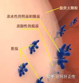 胆汁成分与功能,胆囊形态与结构综述 - 知乎