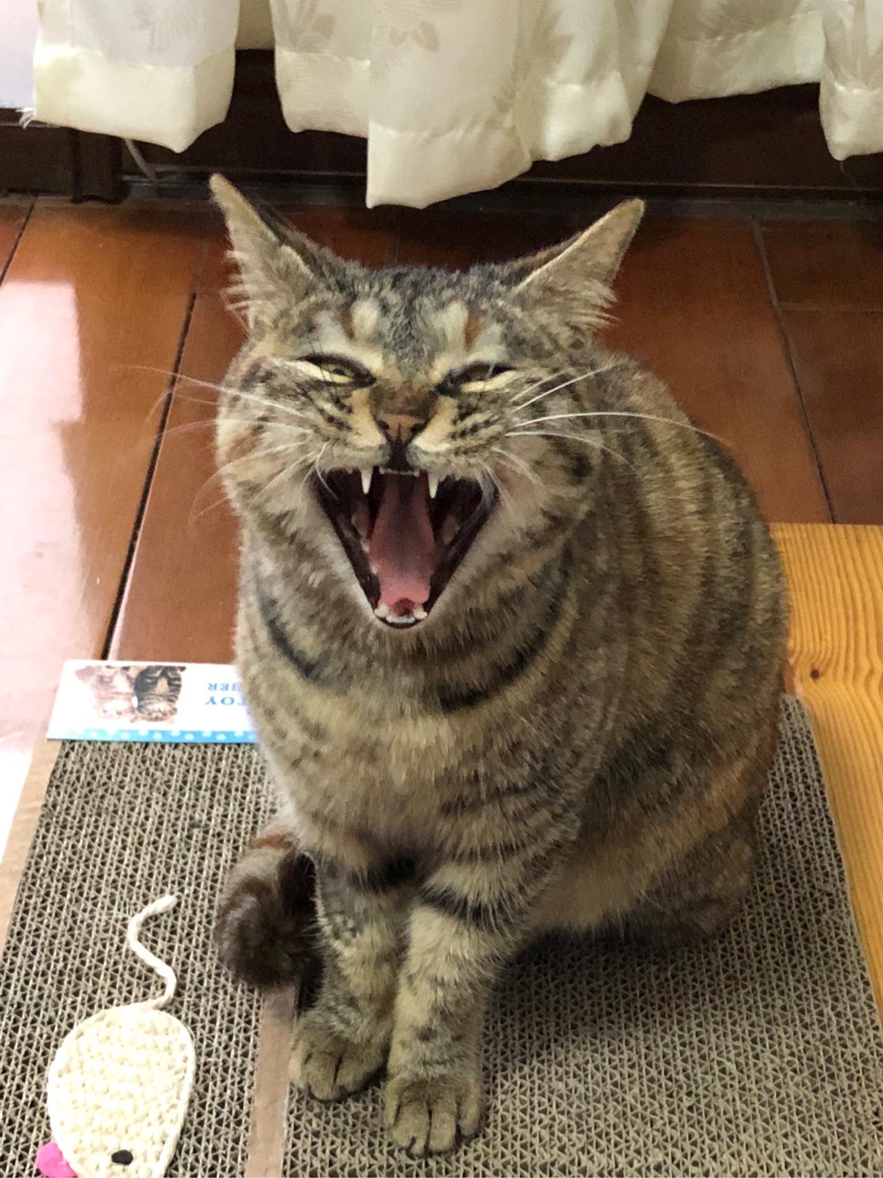 如果领回家的流浪猫很凶,你会把它扔了吗? - 知乎