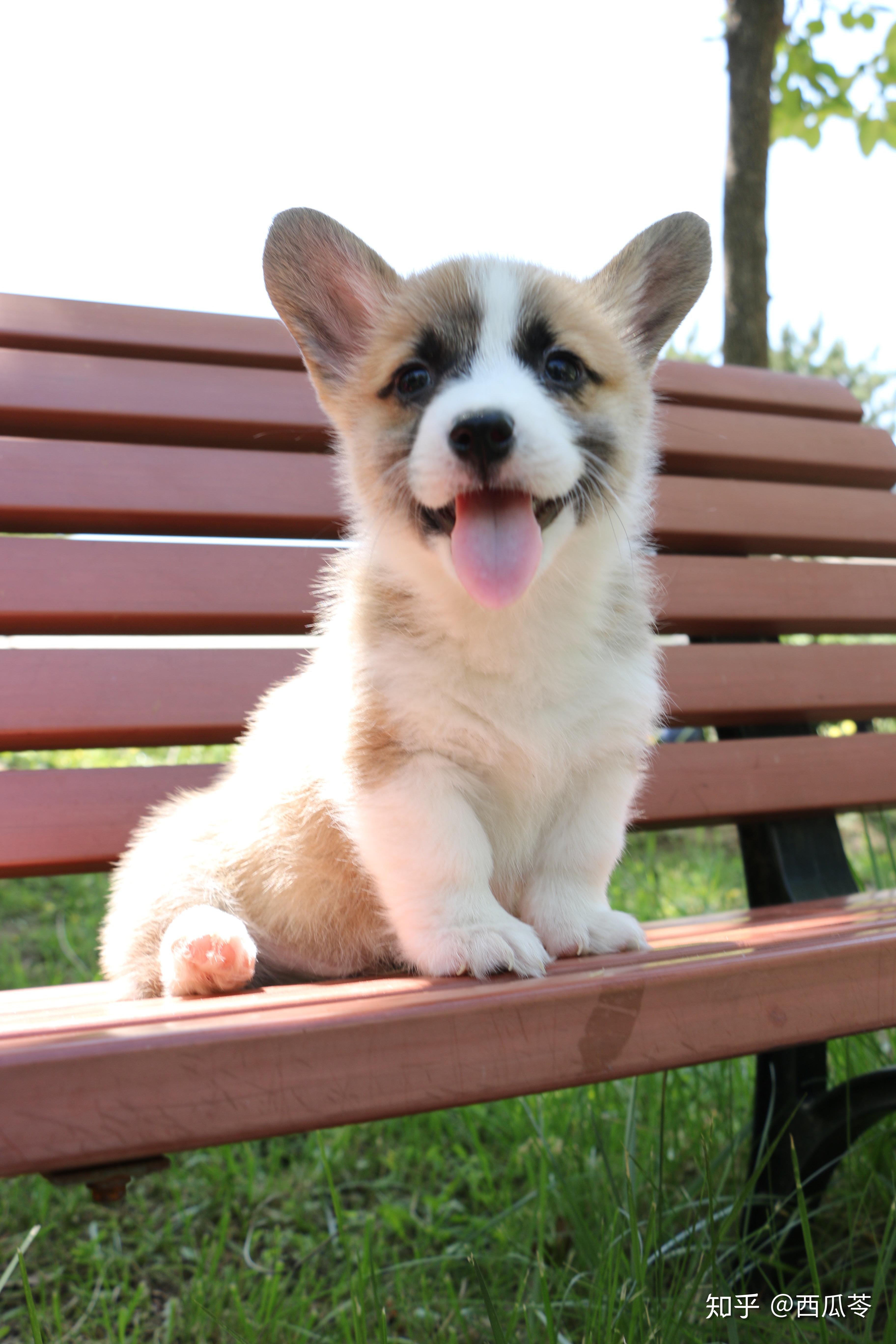 柯基犬身上有什么优点