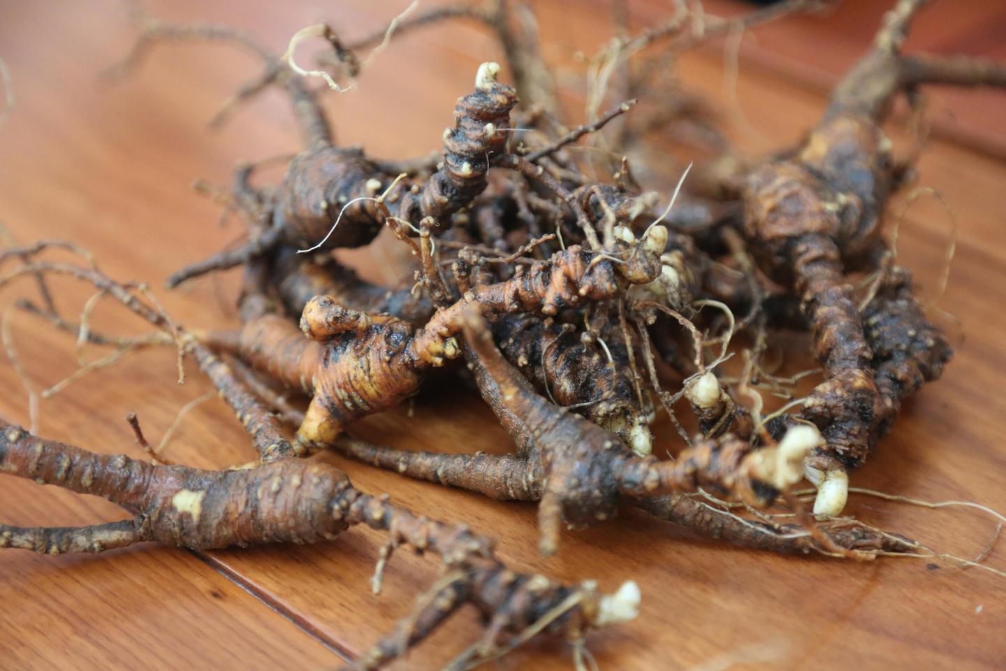 野山参林下参锈残参锈参锈参要去皮吗效用上有折扣吗有影响吗