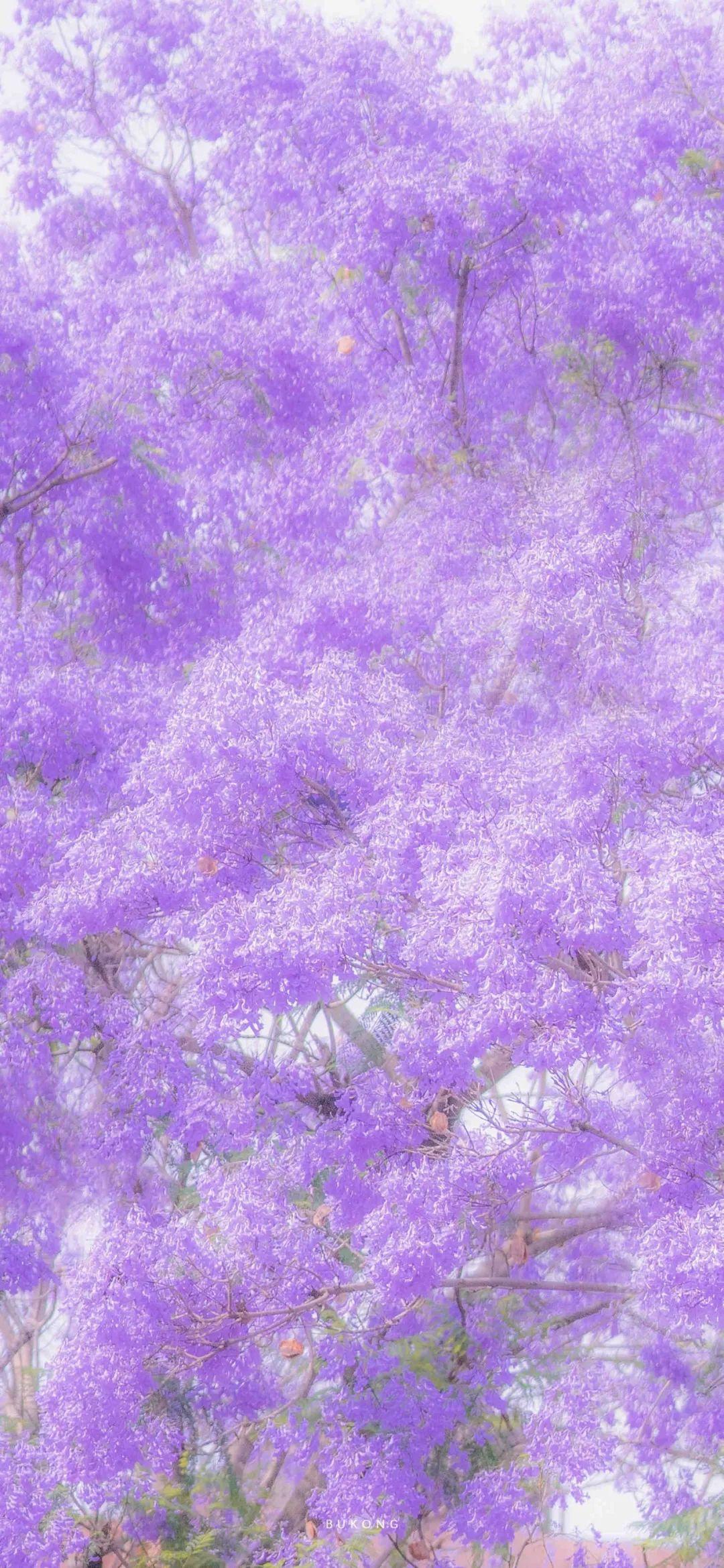 温柔紫色系背景图图片