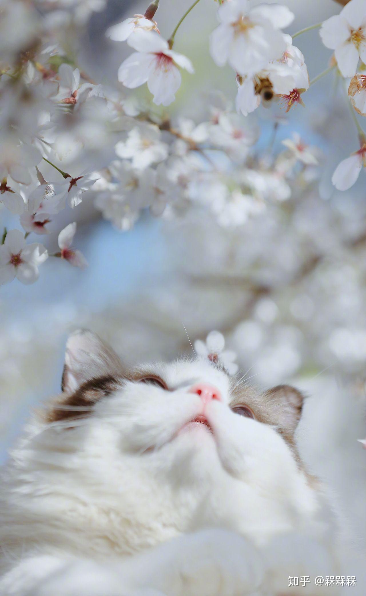 可以给我看看你们的猫咪壁纸/屏保/桌面吗?