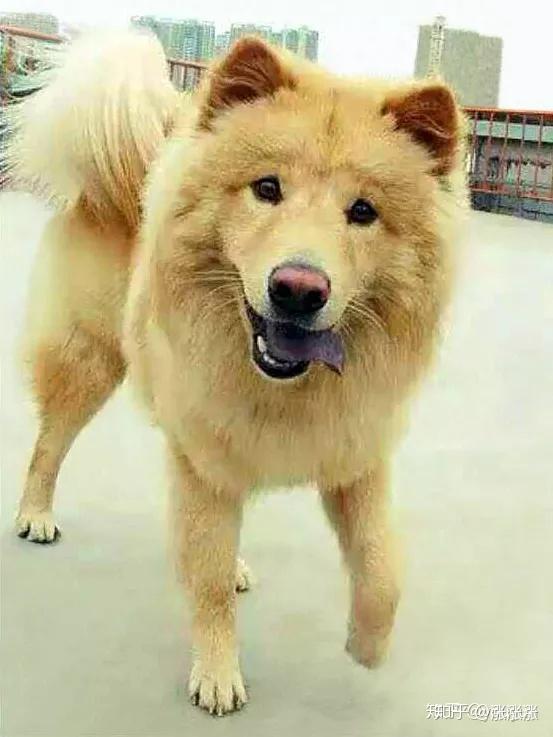 土松狮可以和什么狗配种? - 知乎