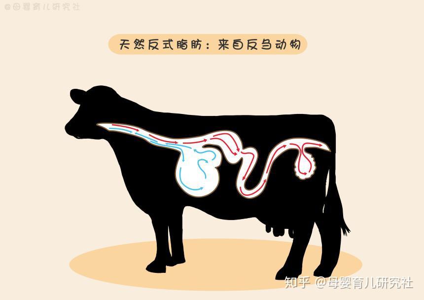 一种是天然的,是反刍动物(常见有牛,羊等)在自然状态下,它们的肉,内脏