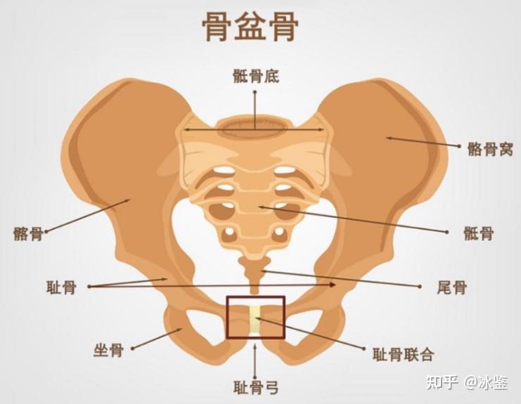 右耻骨上下支骨图片图片