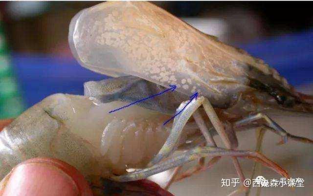 白斑综合症杆状病毒复合体引发的一种综合性病症,南美白对虾如果免疫