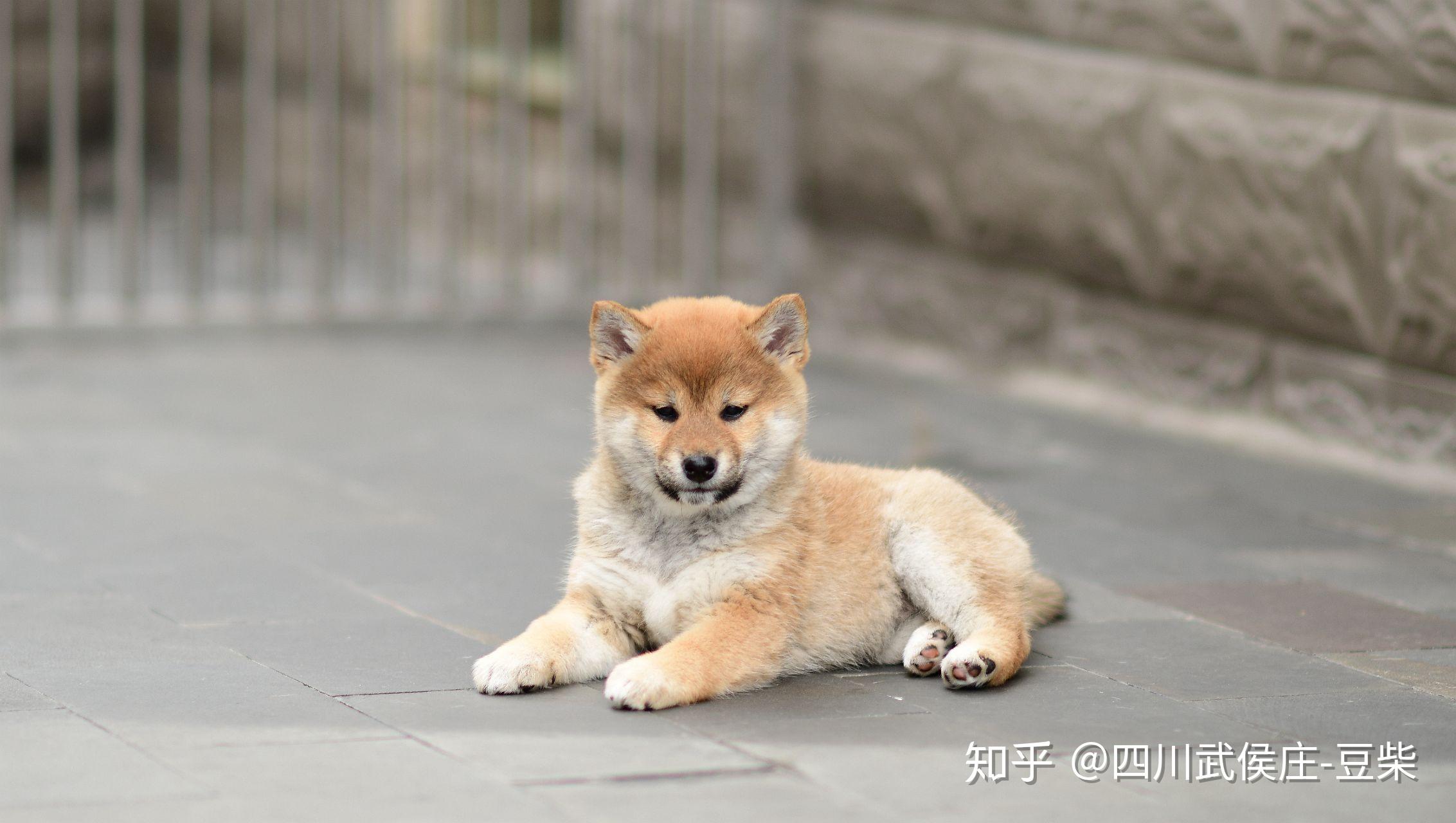 各位大佬這些柴犬怎麼樣純嗎品相如何哪隻狗狗比較好