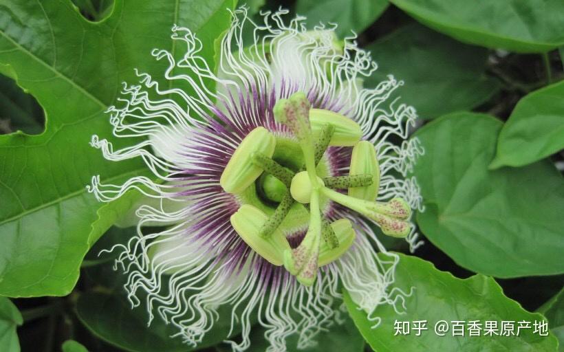 百香果是一年四季都有吗?