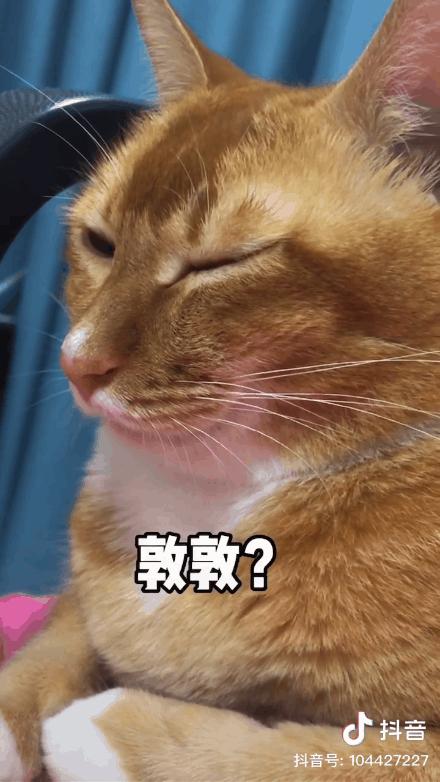 网红猫敦敦离世我们的表情包也没了