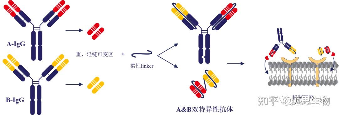 重组抗体-抗体工程化改造 - 知乎