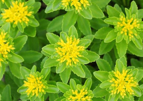 春夏季节开满金黄色花朵的三七景天,很好养的多肉,基本零难度