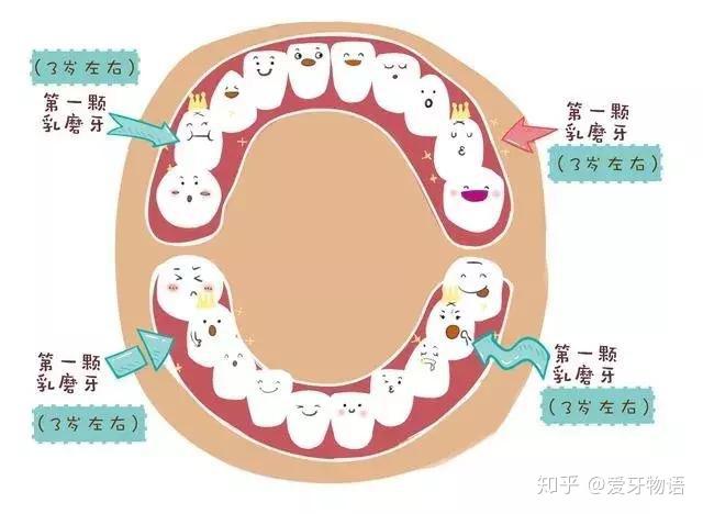 (窝沟封闭前后对比图)牙齿,尤其是后牙,咬合面是高低不平的,容易堆积