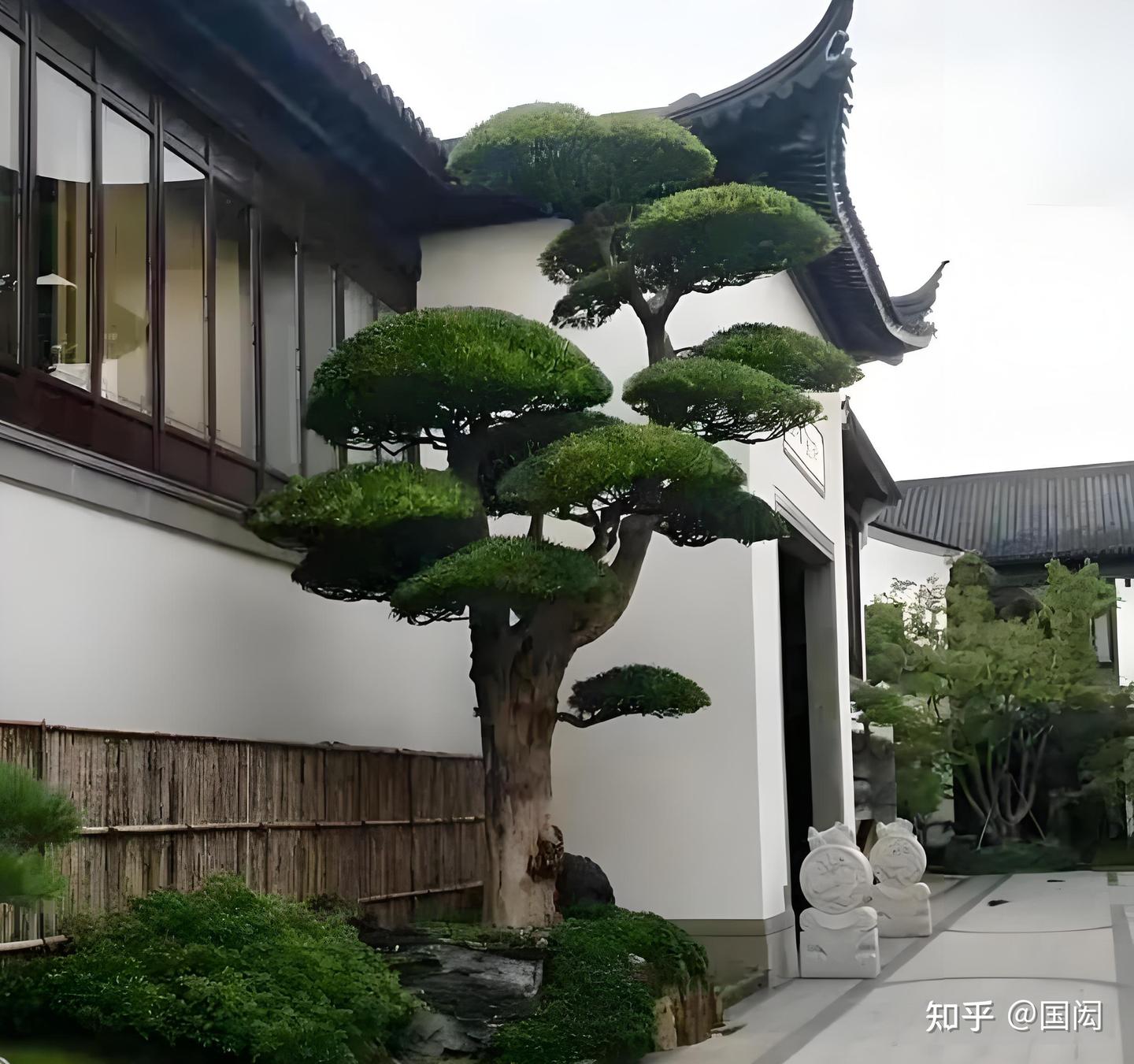 家居绿植摆放要谨慎,摆对位置旺运又旺财 - 知乎