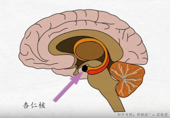 运动区(supplementary motor area),运动前区以及顶叶皮质(parietal