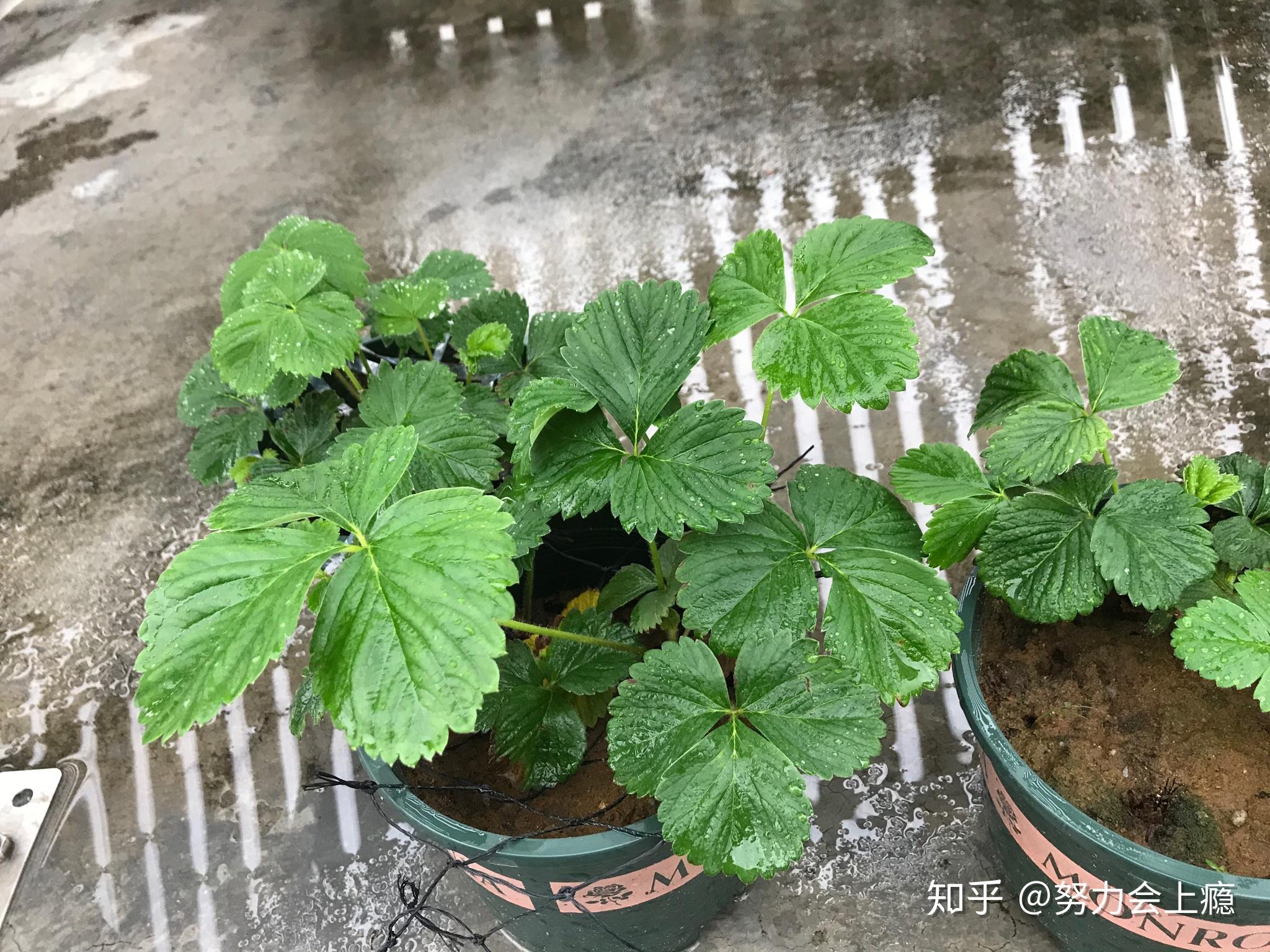 草莓施肥,小心火烧苗 - 知乎