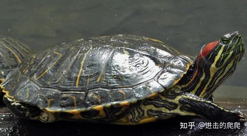 3元地摊龟 vs 30万贵族龟,巴西脸龟圈的魔幻价格,你被割过吗? - 知乎