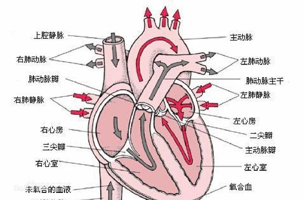 人体正常的左右支气管为什么不一样