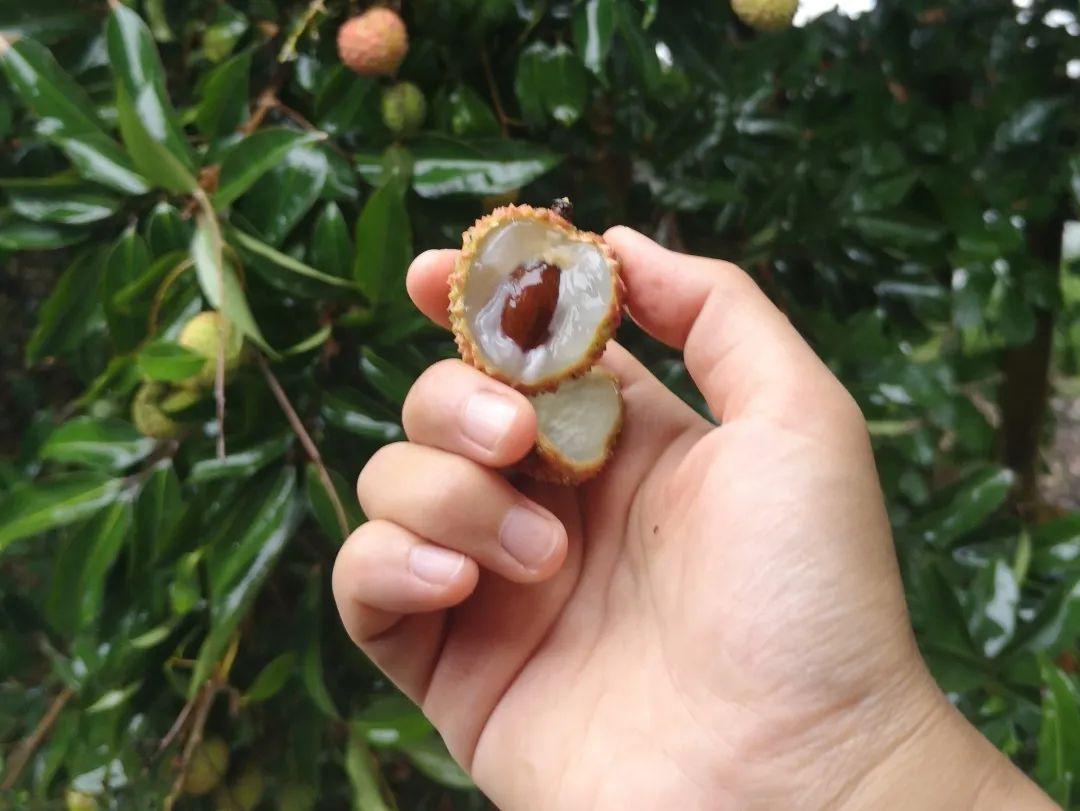 两百年的荔枝树,见证着起起落落的种果人 - 知乎
