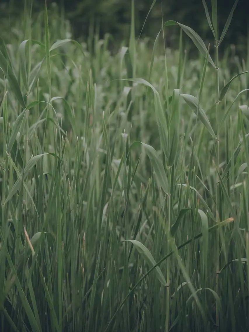 超级好看的绿色系壁纸,在这呢!护眼壁纸(绿色系列的壁纸)
