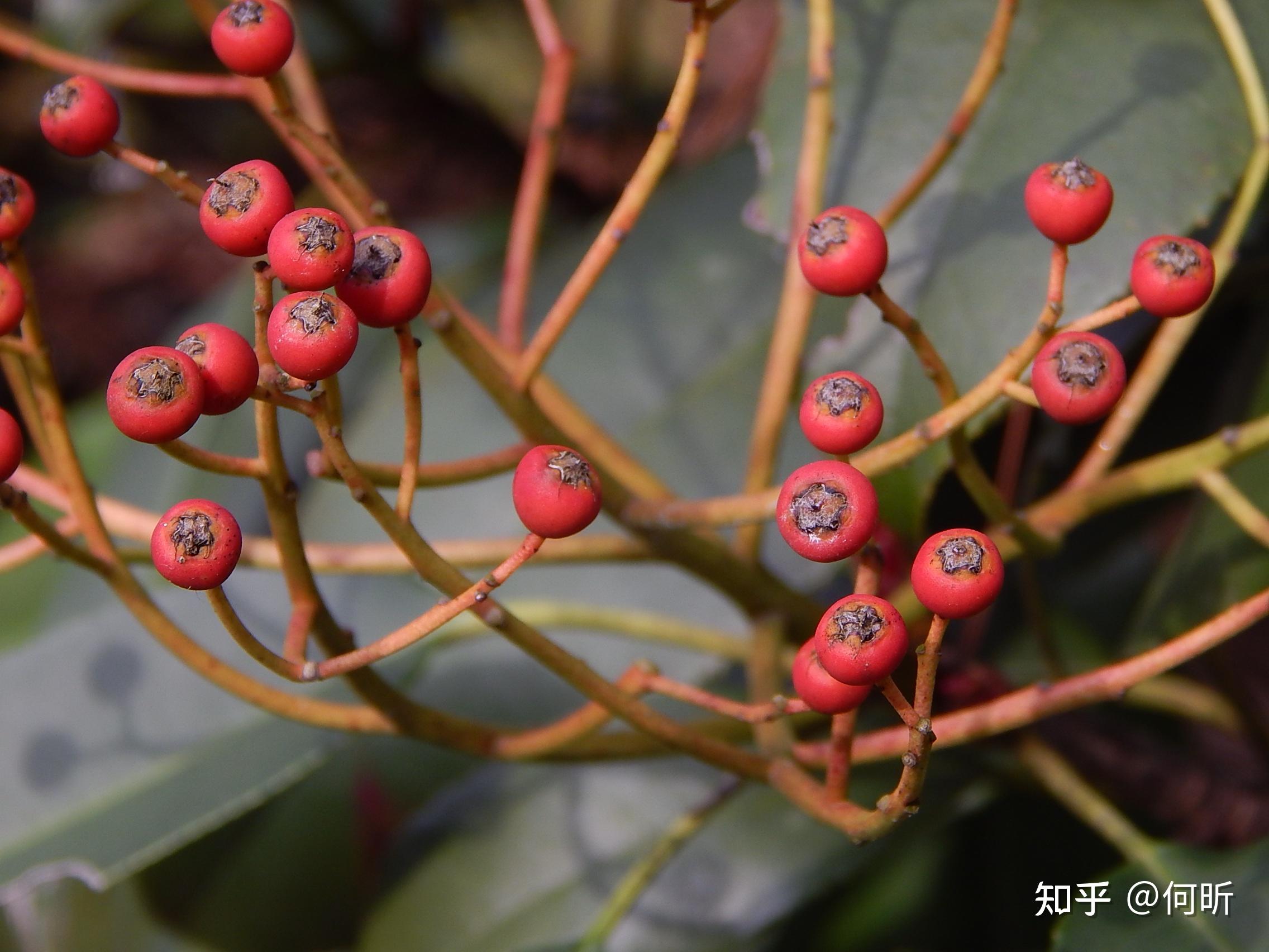 蔷薇科的大量植物果实都是小红果