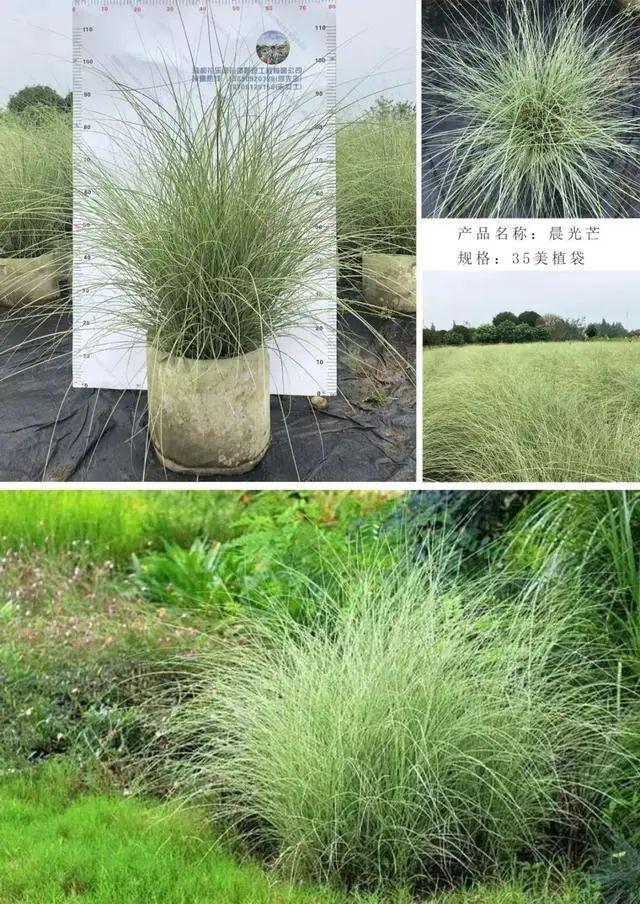 59种园林植物及应用 - 知乎