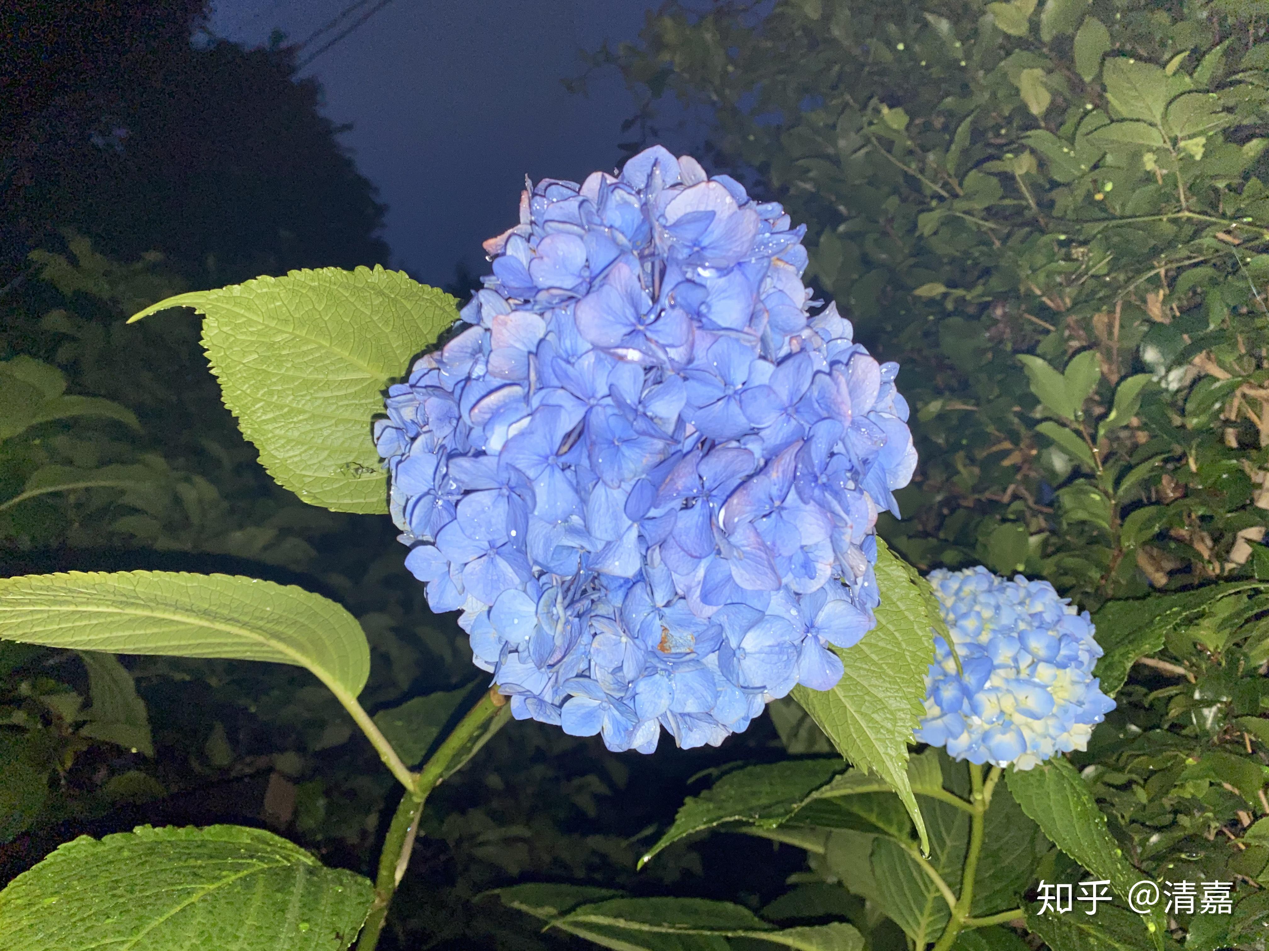 紫陽花7月10日向日葵7月11日7月14日7月15日7月19日天氣晴朗萬物可愛7