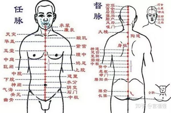 人身有3条奇经,叫做任脉,督脉,冲脉,这三脉很有趣,中医人为它们是同出