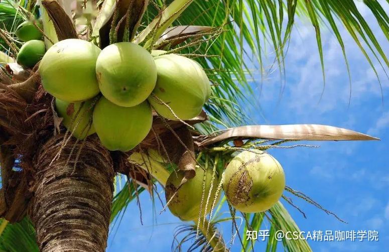 椰青美式、椰乳拿铁?不都是椰子和咖啡,有什么区别? - 知乎