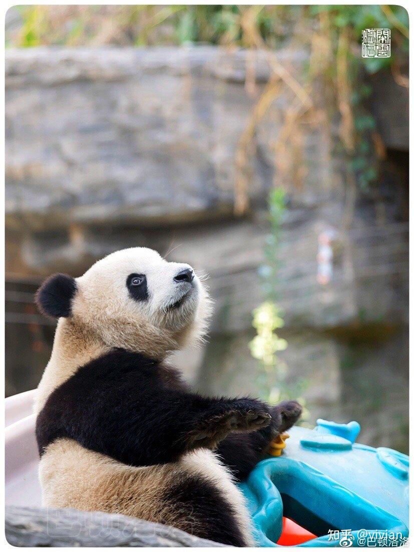 如何评价熊猫胖大海