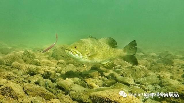 張線等待的威力:先看大漁視角視頻15:50位置:【你沒見過的倒吊釣組