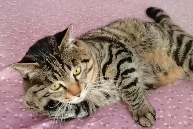 v2-dbc832e56c215c7acad5b134ff2a80de_1440w.jpg?source=172ae18b