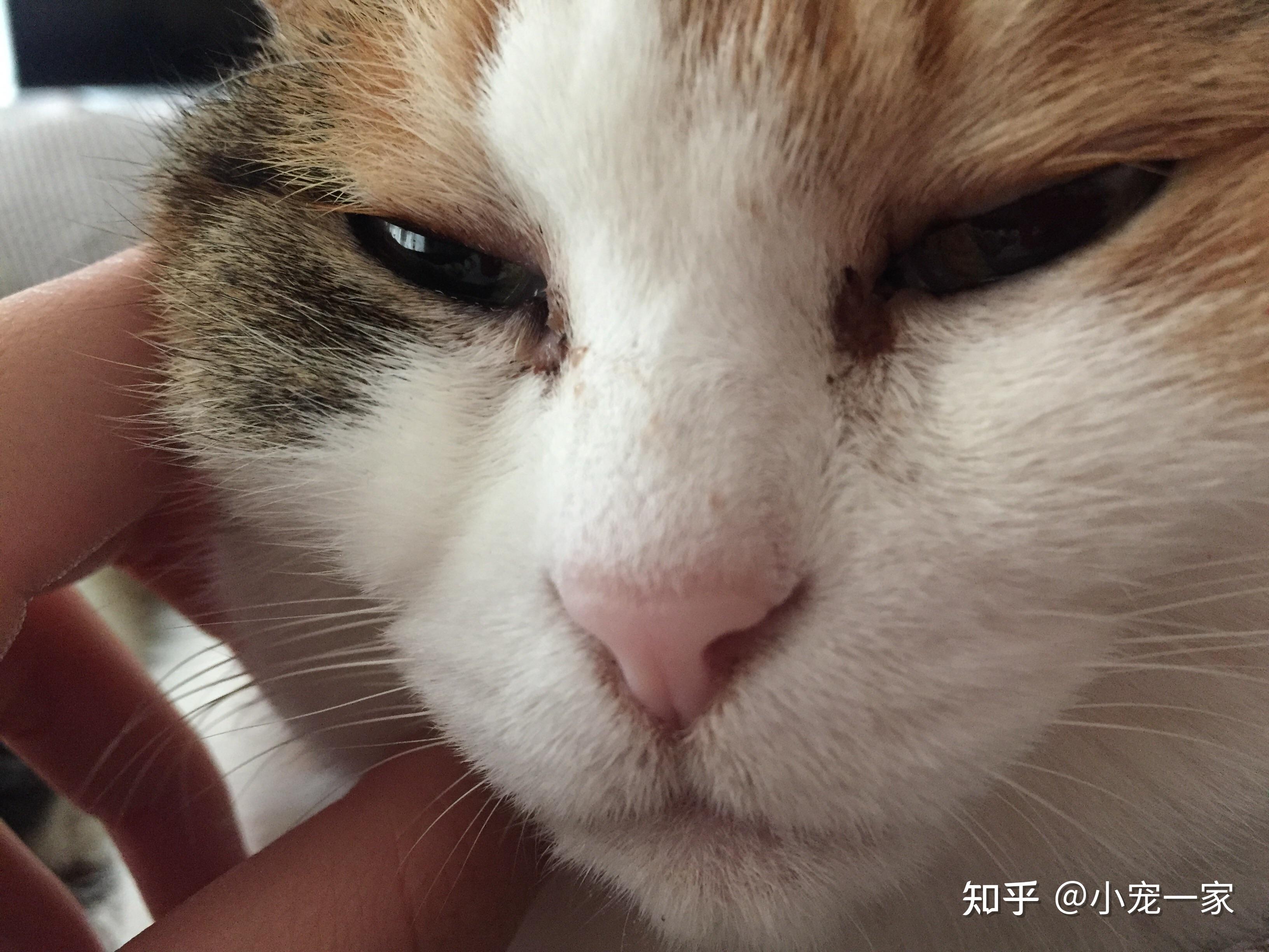 猫咪可能是出现鼻泪腺堵塞的问题,会导致猫咪经常流眼泪和眼睛分泌物