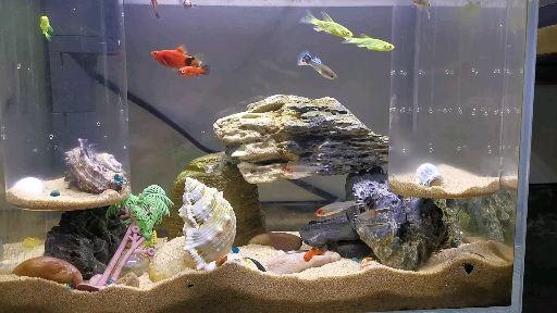 小孔雀鱼长大了,该换鱼缸了,看看我是怎么养孔雀鱼的?