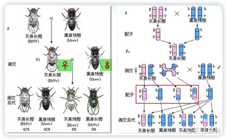 遗传学连锁图怎么画图片