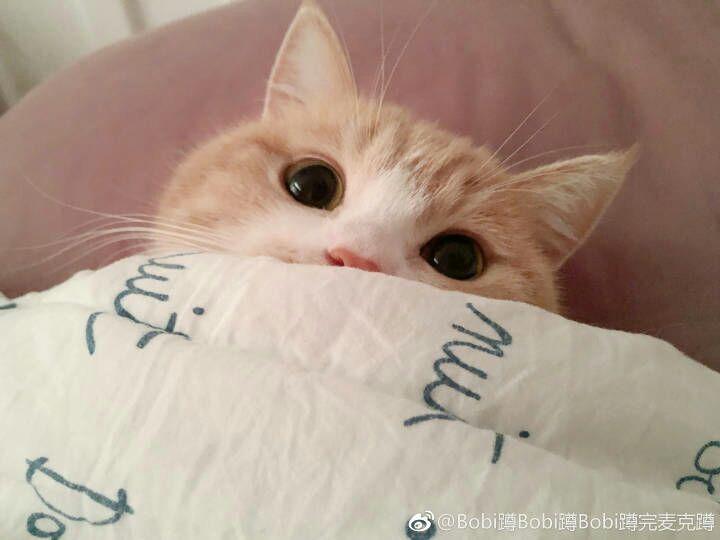 云养猫是什么样的体验? - 知乎