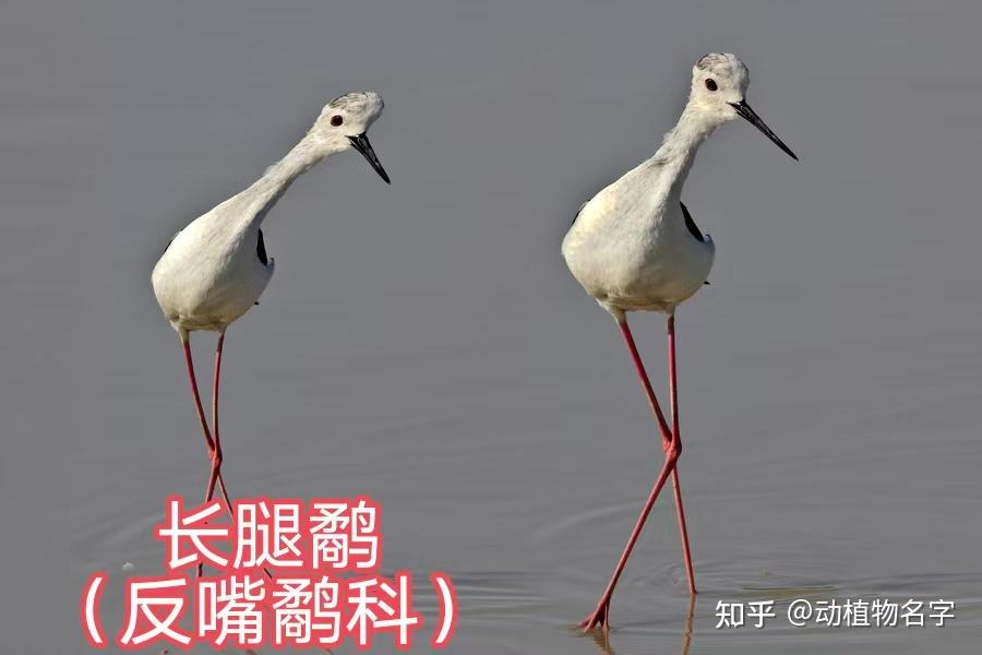 100图带您了解各种各样的鹬 - 知乎