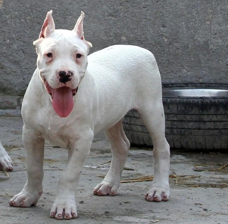 杜高幼犬怎么养,喂养杜高幼犬的注意事项