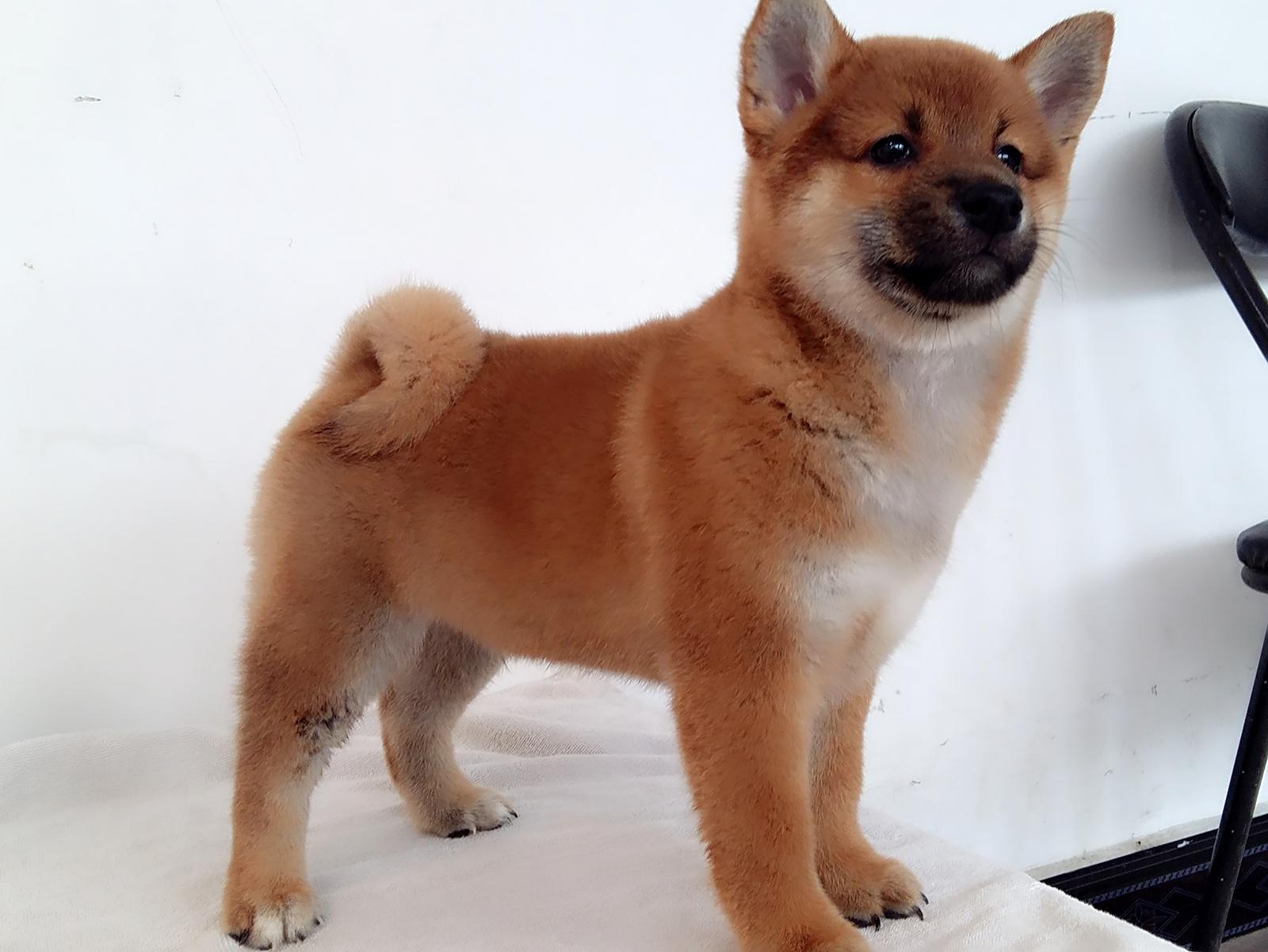 自家的柴犬纯种柴犬三个月了小弟弟转让