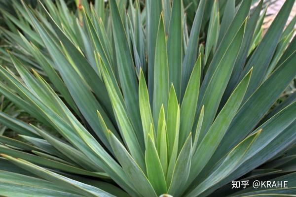 剑麻地毯的特性、优缺点,终极科普指南 - 知乎