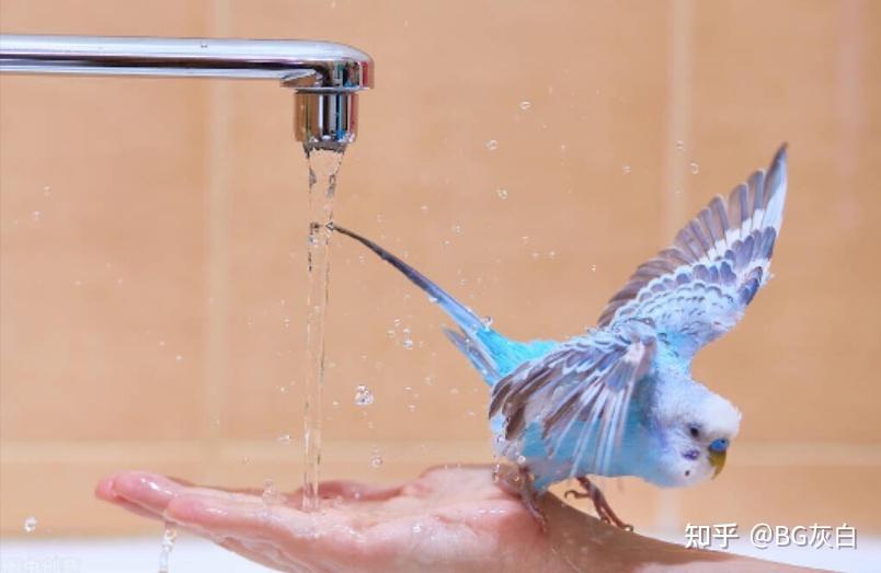 怎么给虎皮鹦鹉洗澡