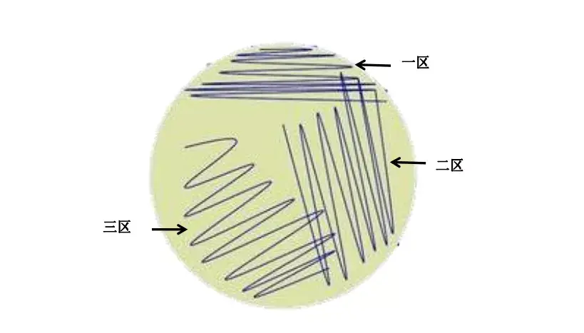 细菌检测最基础的三区划线,你学会了吗?