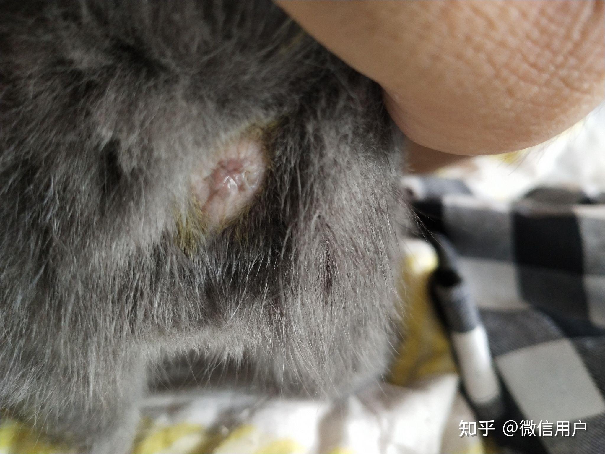 小奶猫肛门有一点外突要不要紧