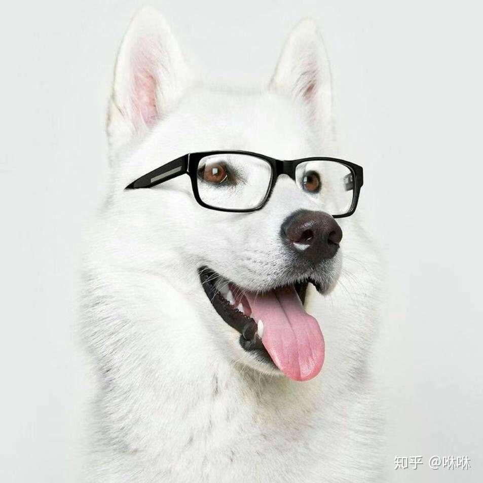 微信头像狗狗戴眼镜图片