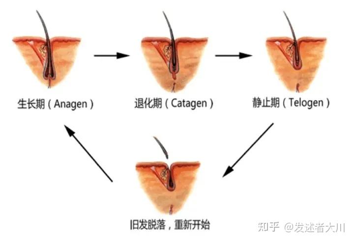 植发后多久可以二次植发(植发后多久可以第二次植发)