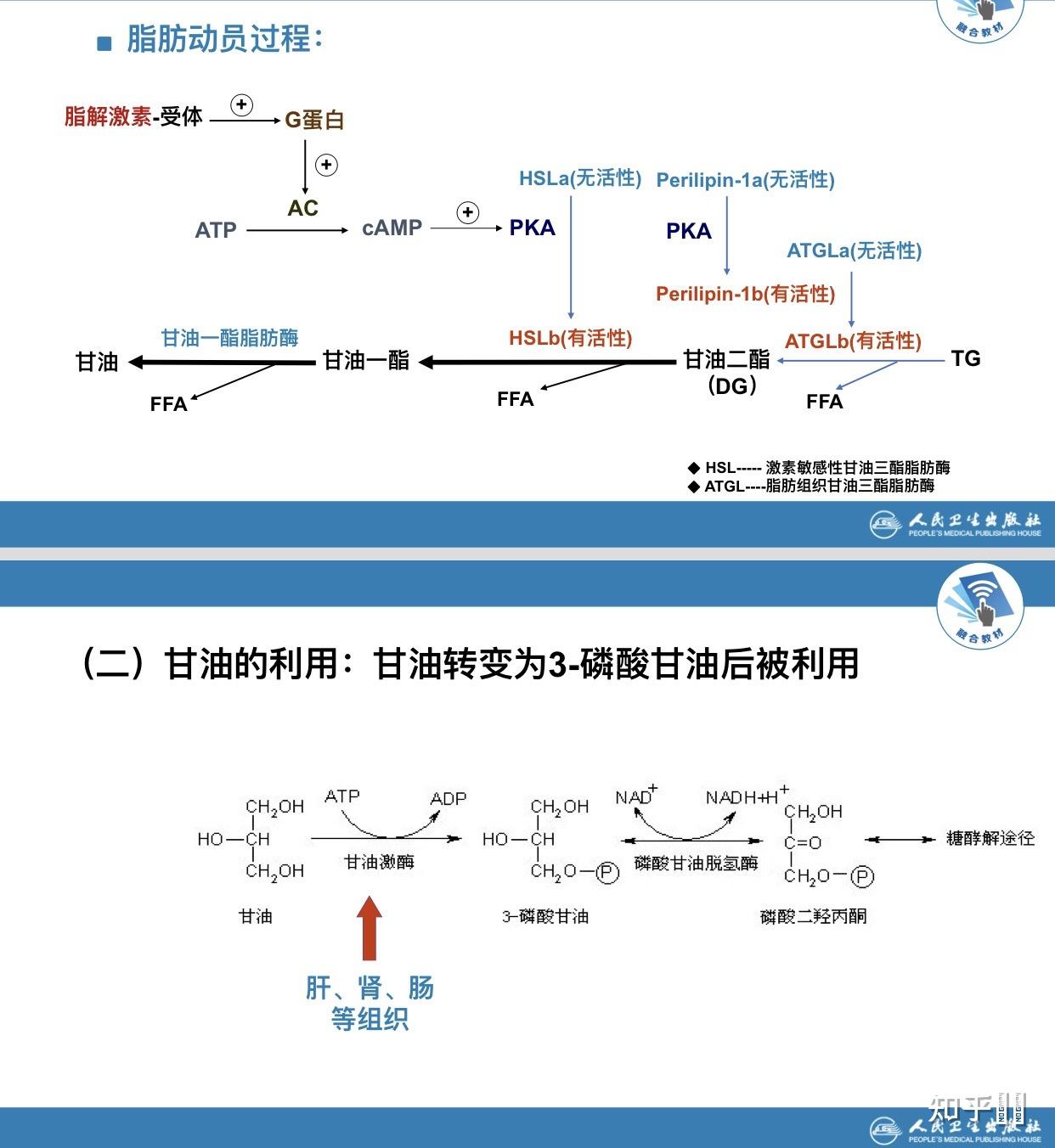 人体的脂质代谢是怎么个流程? - 知乎