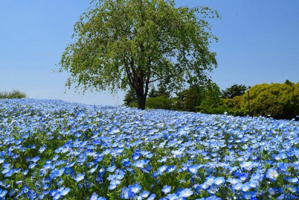 春天除了樱花 也不能错过这6个花海 知乎