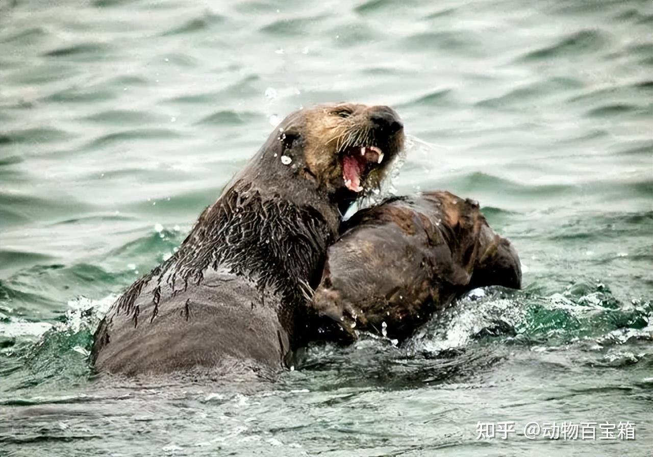 生物中的黑暗王者:海獭人畜无害的外表下,隐藏着可怕的繁殖过程 - 知乎