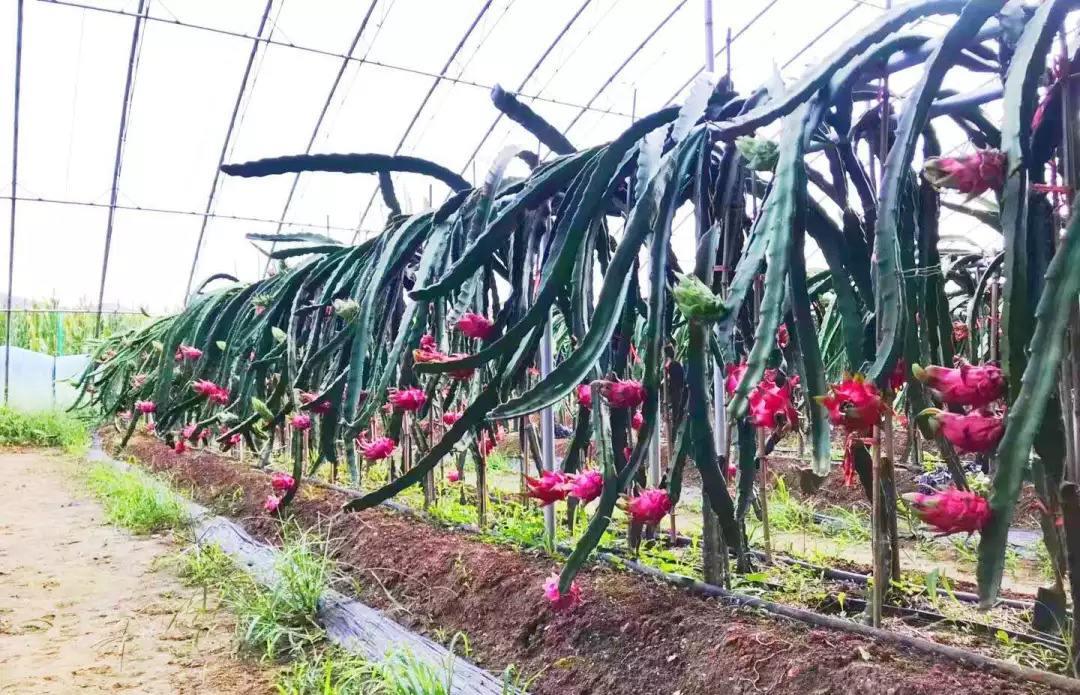 一对90后夫妻侯纪儒和于娜娜,不但将火龙果在大棚内种植成功,还依靠