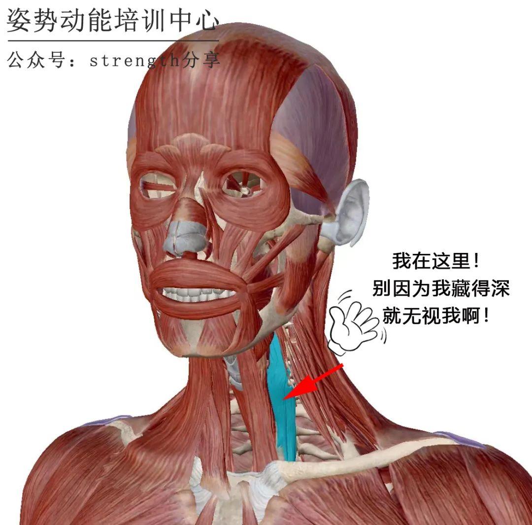 108.颈深肌群 (前面观)-系统解剖学-医学